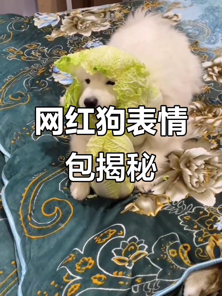 网络热门狗表情包背后的故事,你用过吗?