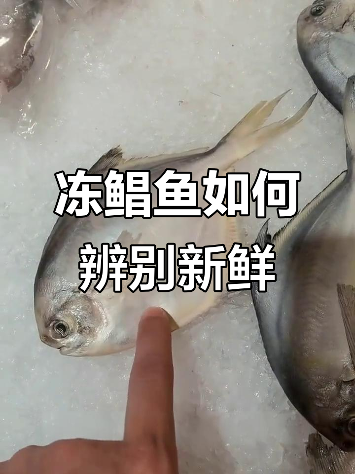 如何判断冷冻鲳鱼是否新鲜?看肚子和眼睛就对了