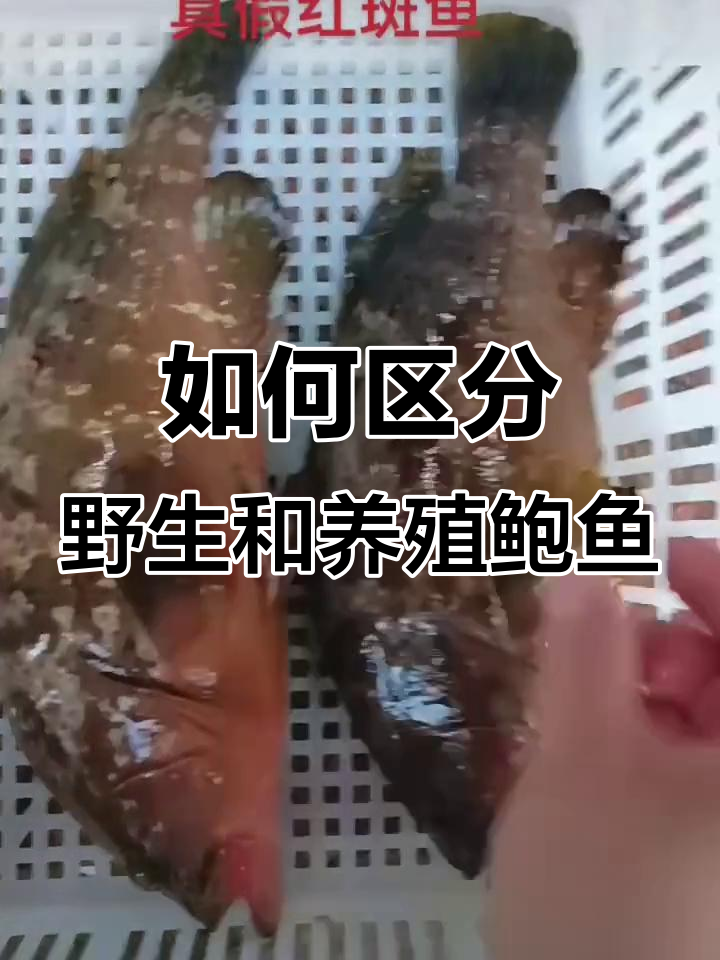 野生与养殖鲍鱼红斑区别大揭秘，教你如何辨别真伪