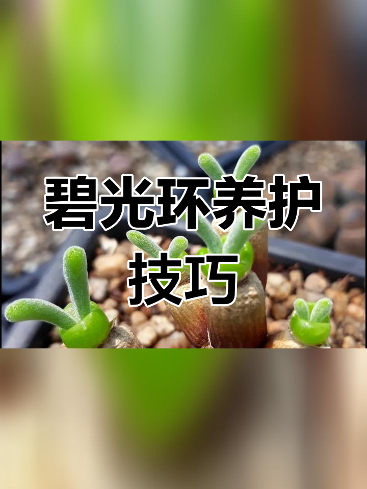 兔耳多肉种植指南