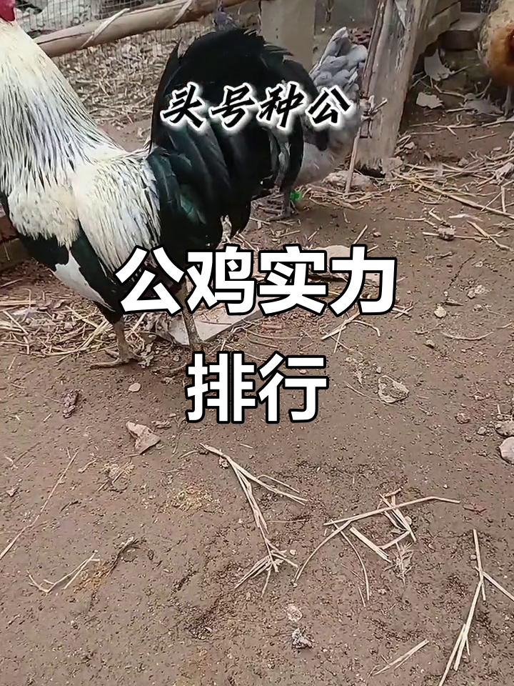 四只公鸡性格与实力大比拼,谁才是最强种公鸡?