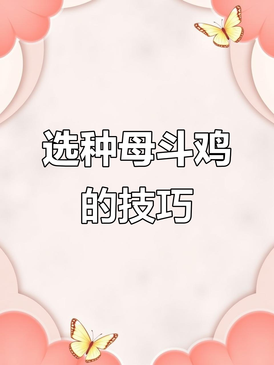 如何挑选优质母斗鸡？体型、羽毛和比例全解析
