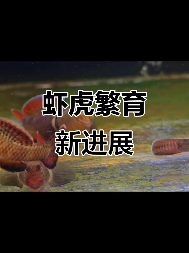 虾虎人工繁殖试验成功,孵化率提升有突破
