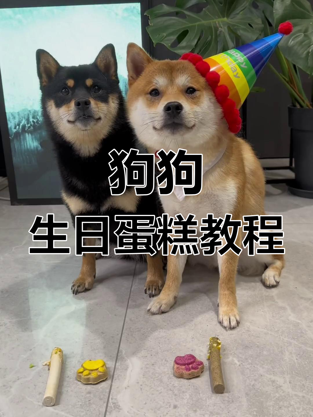 在家轻松做狗狗生日蛋糕,毛豆一岁生日快乐!