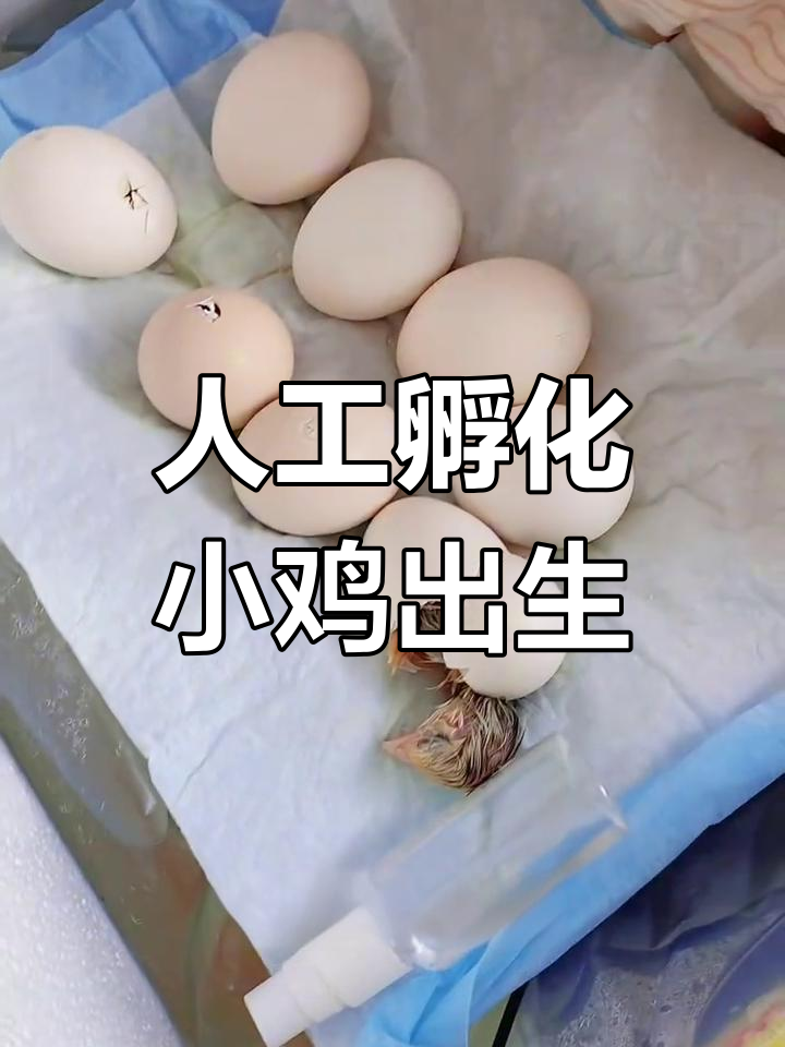 小鸡破壳全过程,喷水助力快速出生
