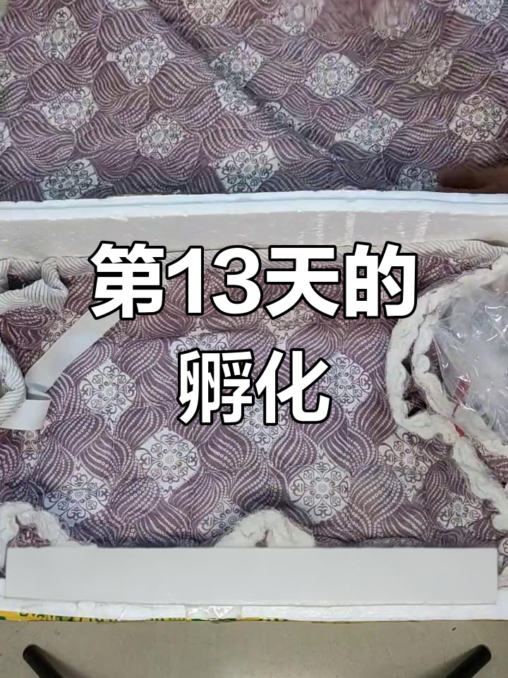 孵化蛋的13天过程