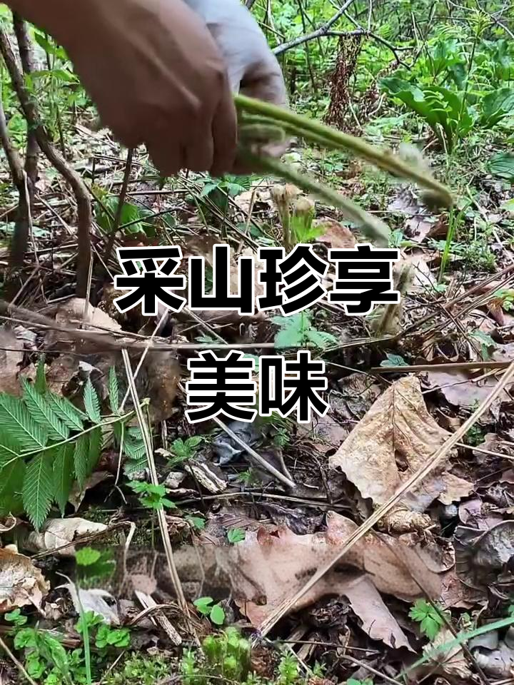 东北野菜大丰收,牛毛广、黄瓜香一网打尽