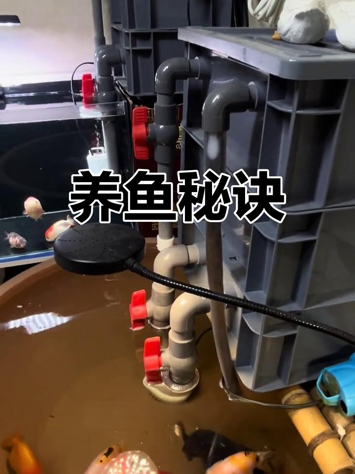 死鱼也能变宝贝,养鱼小技巧大揭秘!