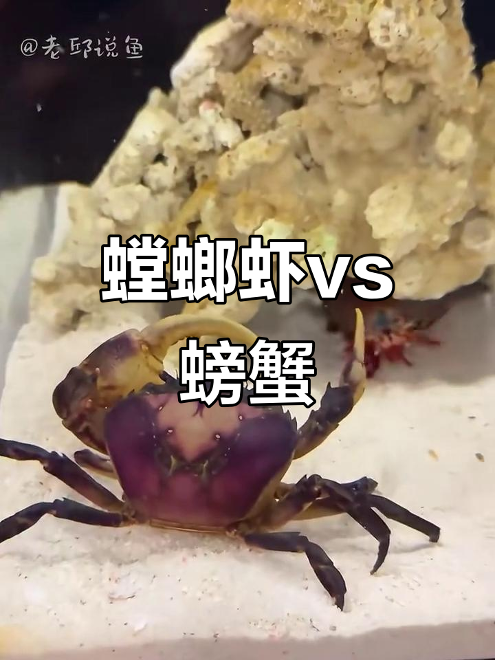 螳螂虾与螃蟹激烈对决,谁能获胜?