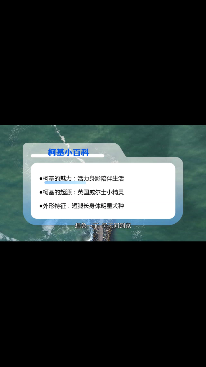 拥有柯基,解锁多样生活小帮手