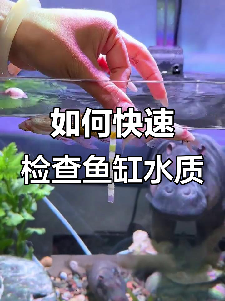 鱼缸水质检测：如何判断死鱼的真正原因