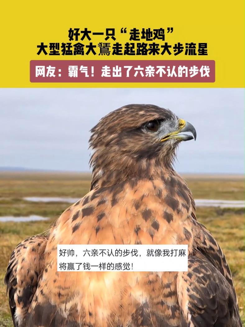 10月24日(发布),甘肃张掖。好大一只“走地鸡”,大型猛禽大走起路来大步流星。网友:霸气