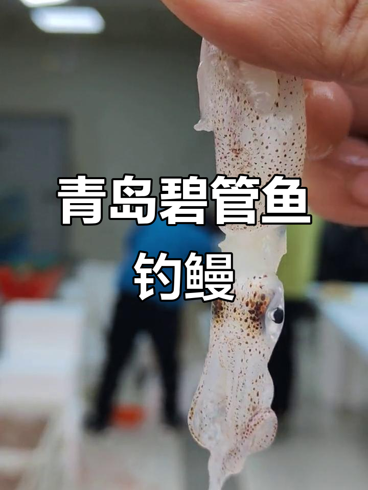 青岛碧关鱼,新鲜无淡水味,钓鳗鳞超美味
