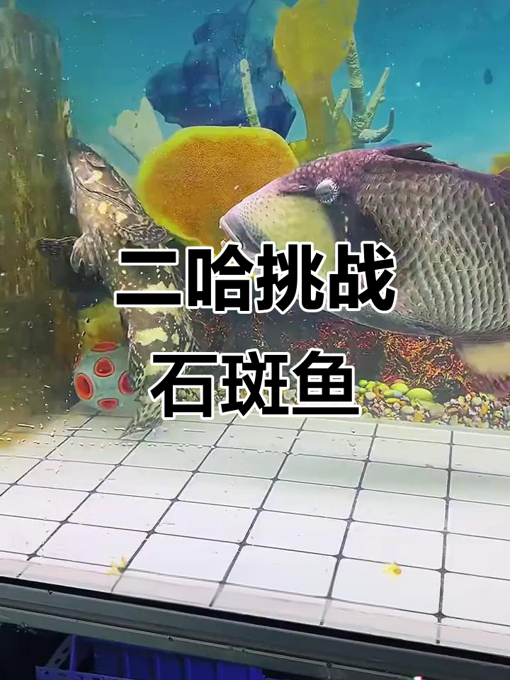 石斑鱼反击二哈，竟然被咬了！海鲜界的“刺儿头”