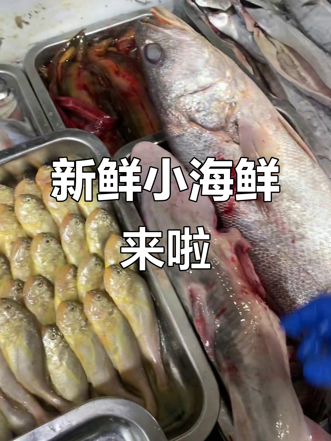 小海鲜大揭秘!刀鱼上市,美味不容错过