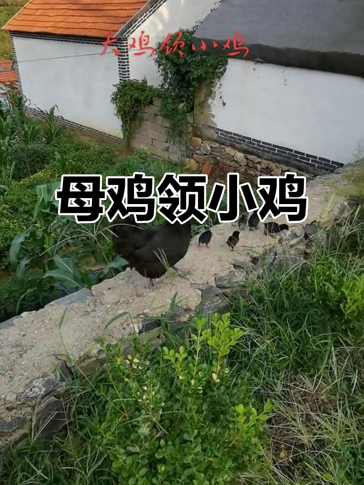 老母鸡带着小鸡散步，萌态十足