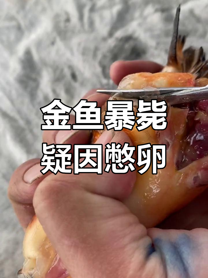 金鱼死亡原因揭秘:憋卵导致