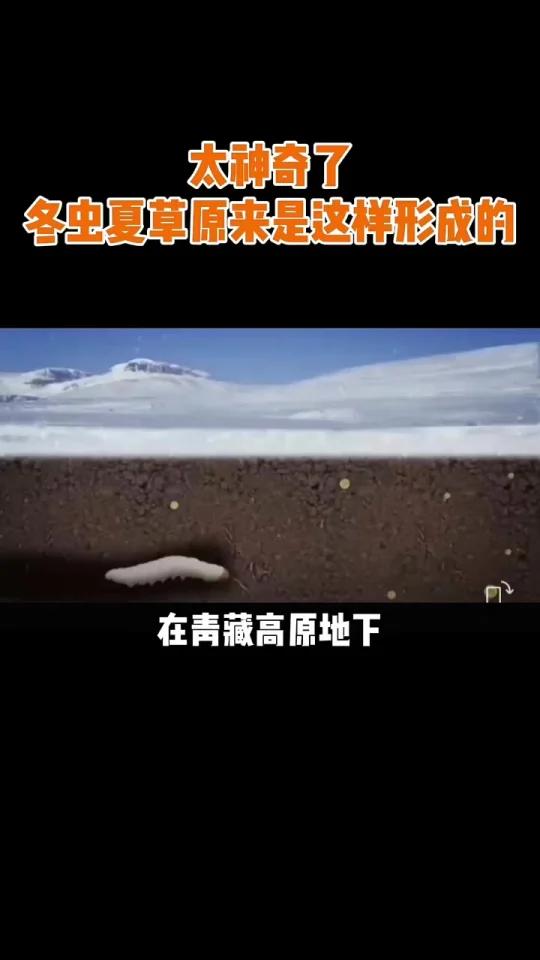 冬虫夏草怎么形成的