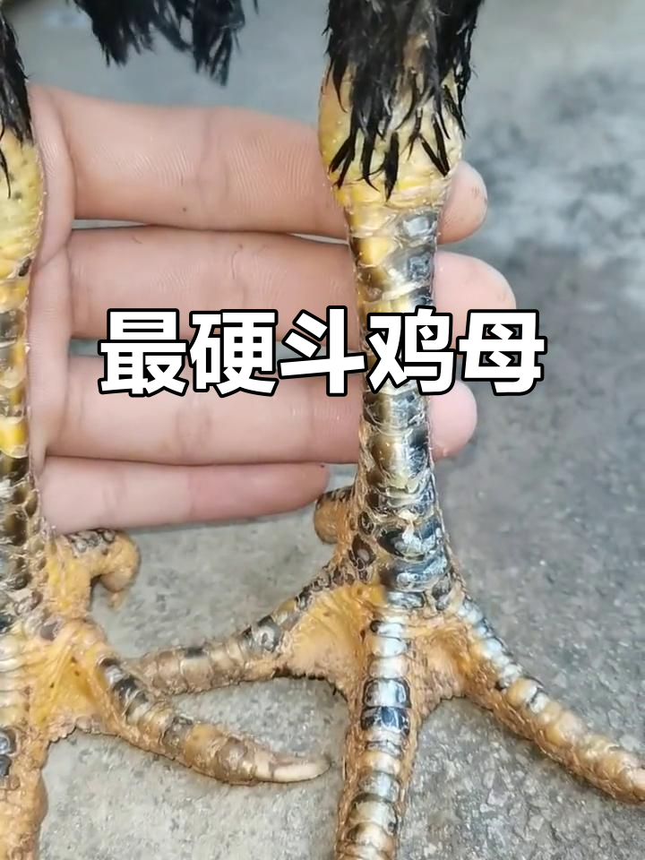 血统最纯的斗鸡母,黑曼巴与虎毛联手打造!