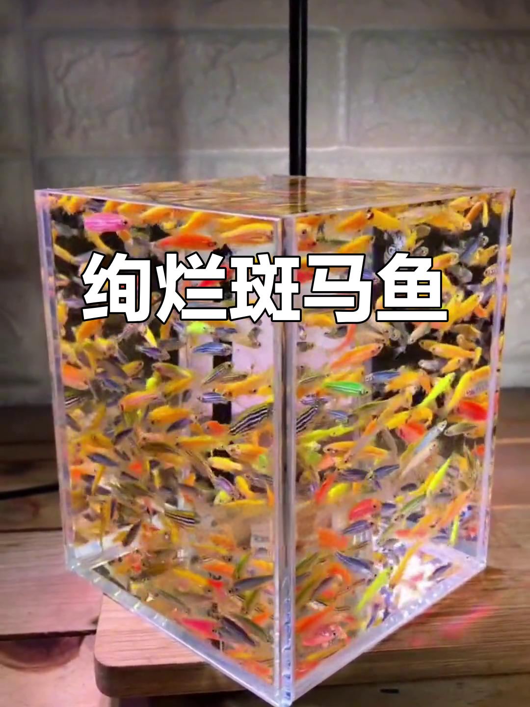 七彩斑马鱼,如万花筒般绚丽夺目!