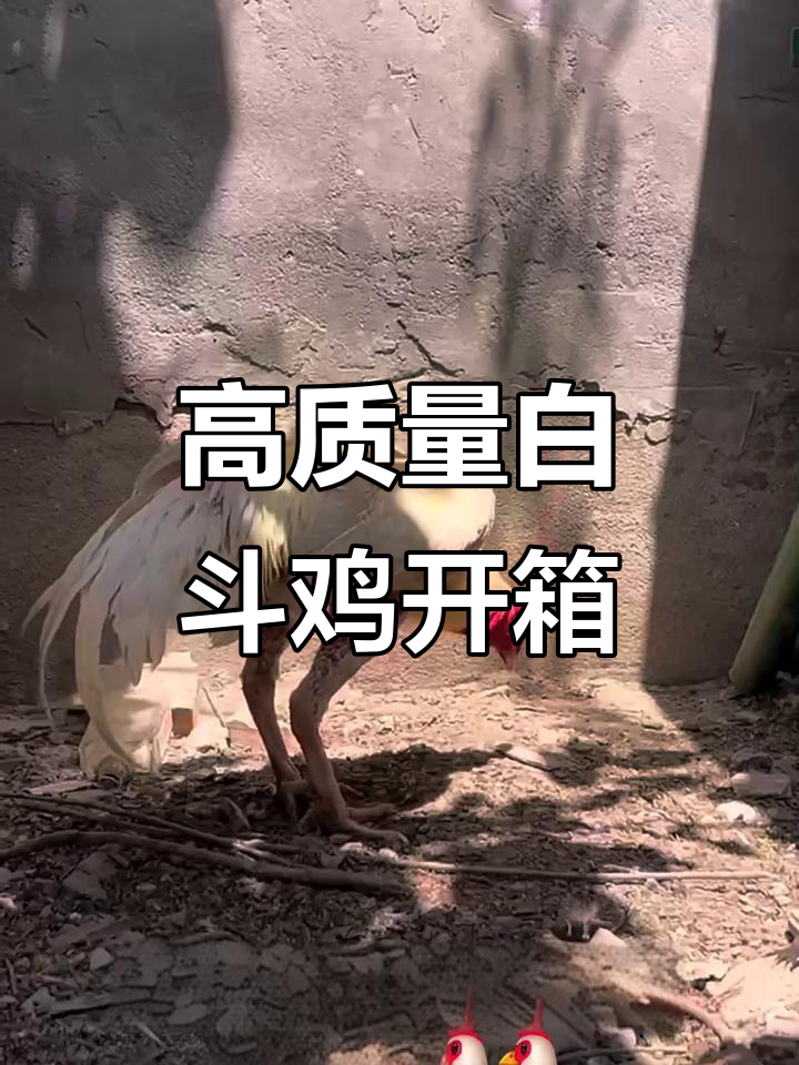 斗鸡爱好者新宠:白色高颜值斗鸡开箱,急性子直接上门带走