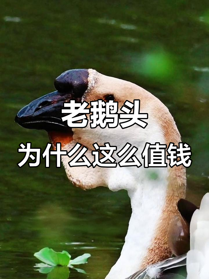 潮汕狮头鹅为何如此昂贵?揭秘老鹅头的独特魅力
