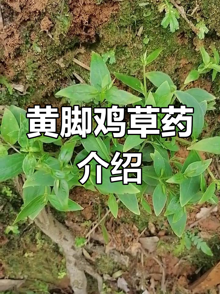 蓝雾草与土名黄脚鸡