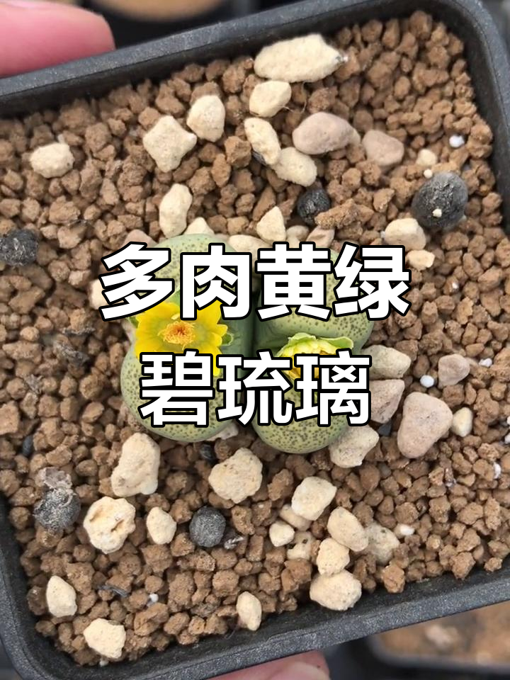 黄绿碧琉璃多肉养护技巧