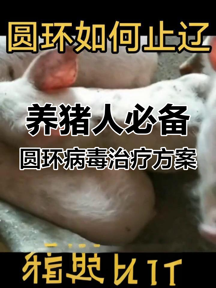圆环病毒如何治疗?养猪人必看方案