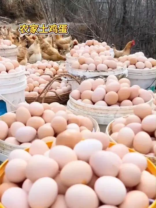 29.9就发50枚新鲜土鸡蛋,太香太好吃了!