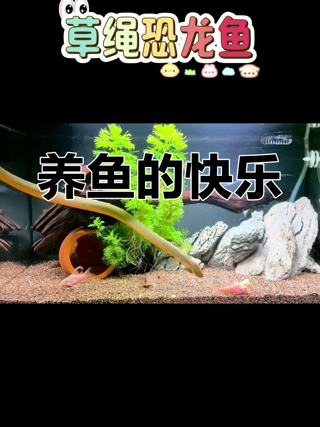 草绳恐龙鱼全解析,养鱼乐趣无穷!