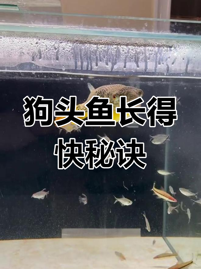 皇冠狗头鱼如何避免长慢?喂食技巧大公开