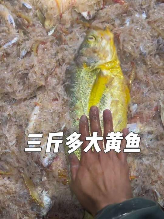 凌晨出海爆网！三斤大黄鱼+满船小黄鱼，爽翻！