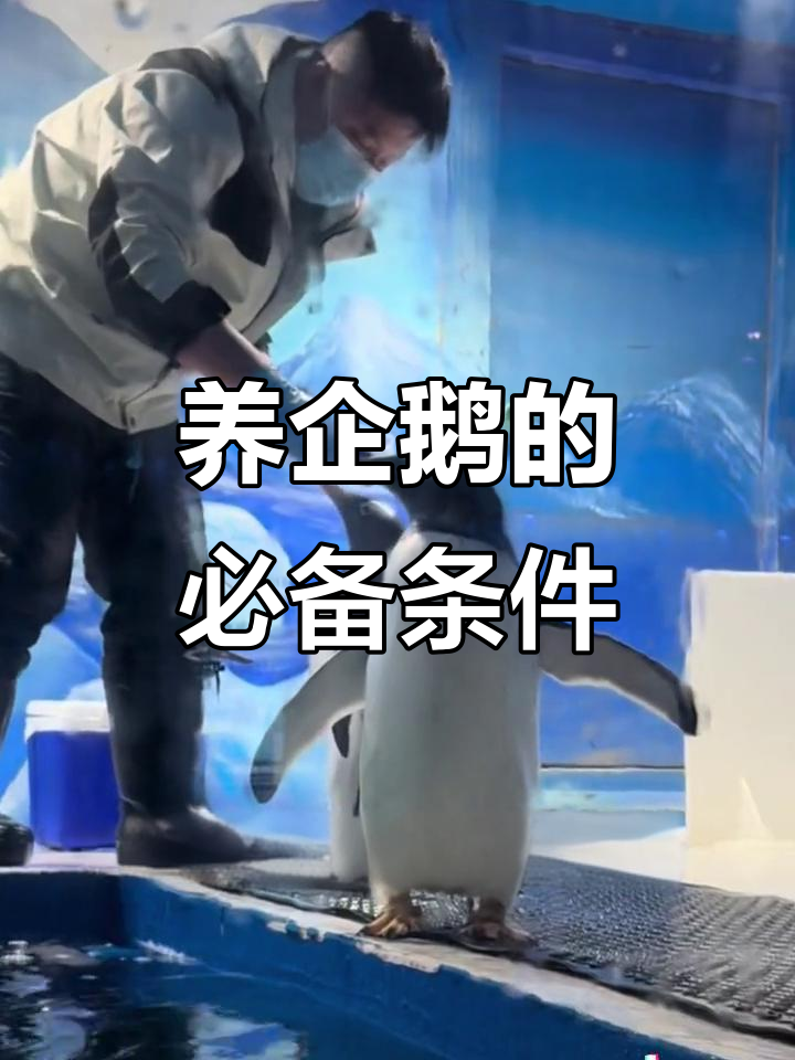 想养企鹅?这些条件你必须知道