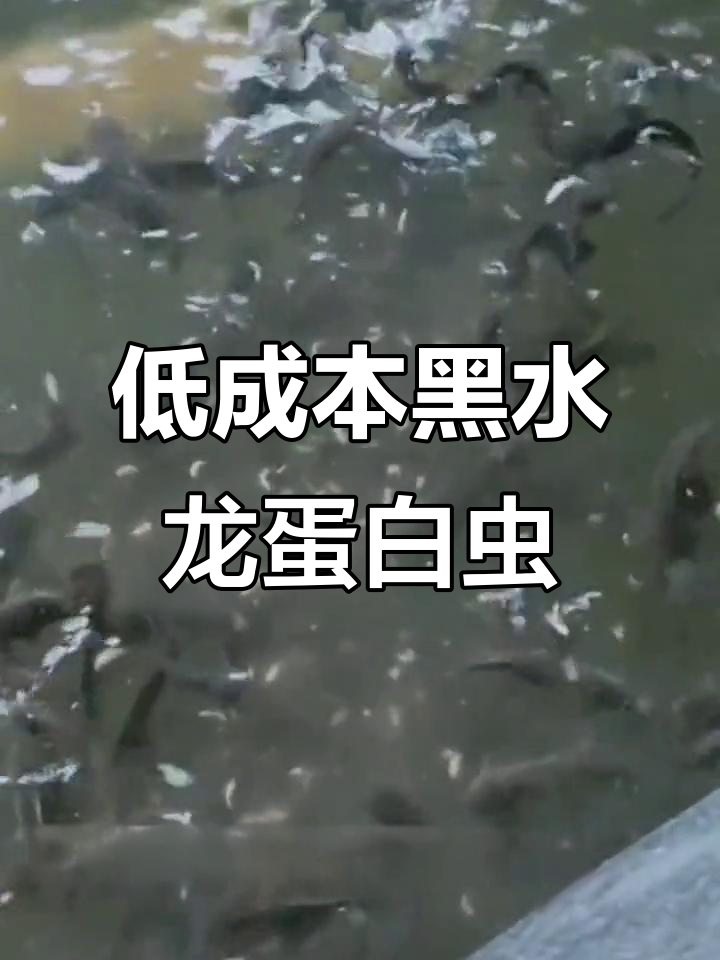 黑水虻蛋白虫替代饲料,养殖成本低至1元