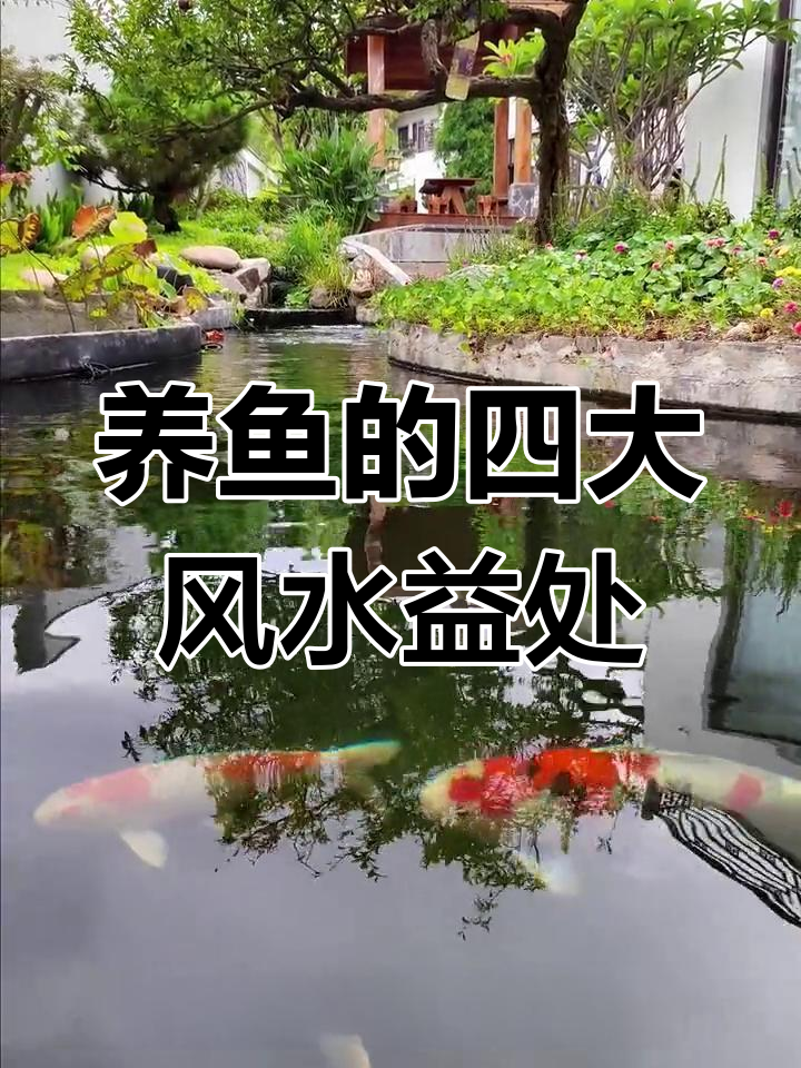 庭院养鱼的风水意义与好处