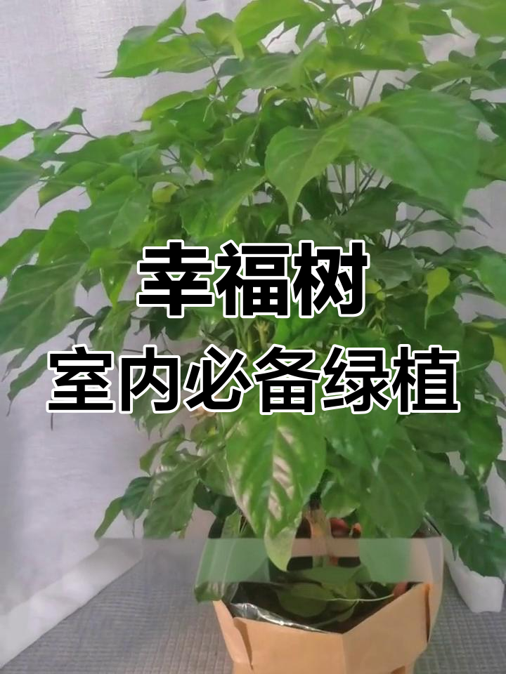 室内绿植首选,幸福树带来好运与清新空气