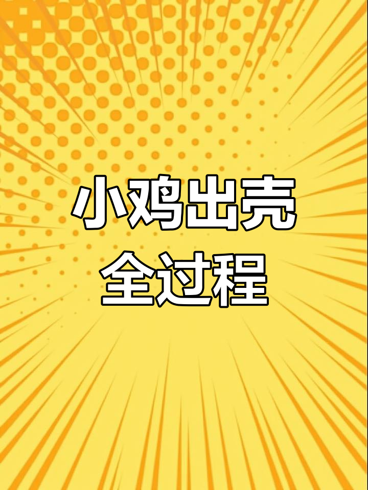 芦丁鸡孵化全纪录:各种颜色的小鸡诞生