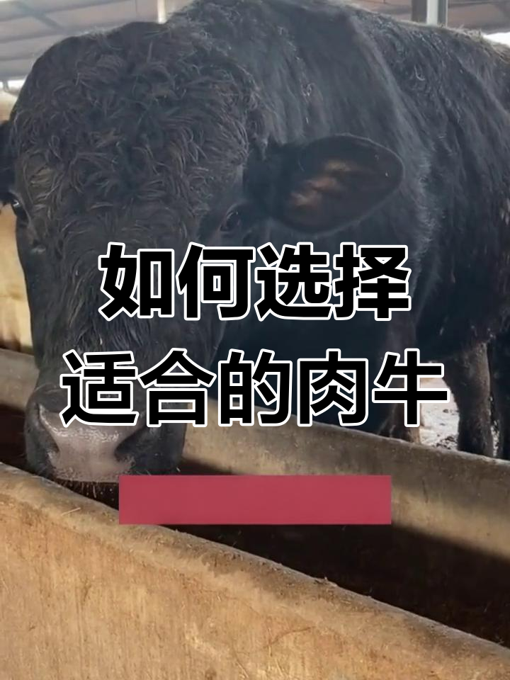不同肉牛品种的区别解析