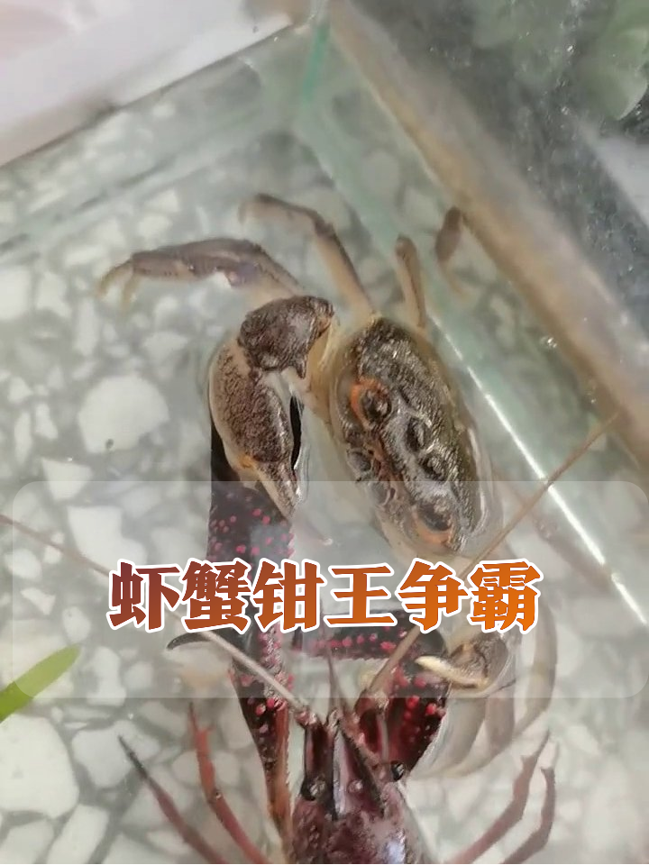 小龙虾大战螃蟹，钳子锁死难分胜负！