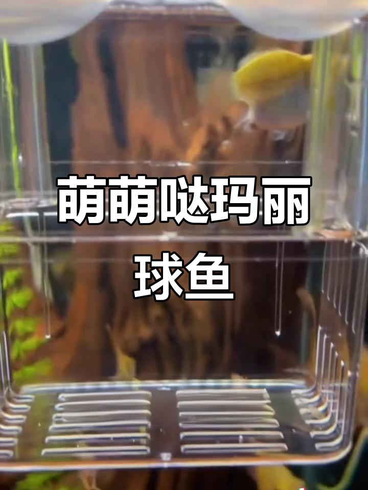 玛丽球鱼呆萌可爱,吃油膜还能月产小鱼,超有趣!