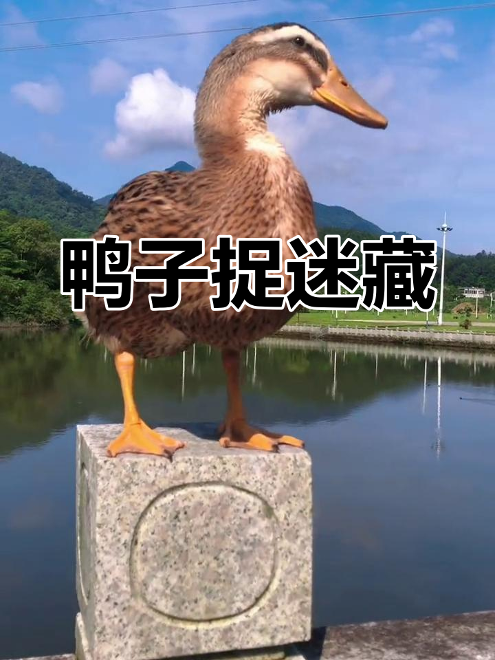 小黄鸭的可爱日常:藏身、抓鱼,萌态十足