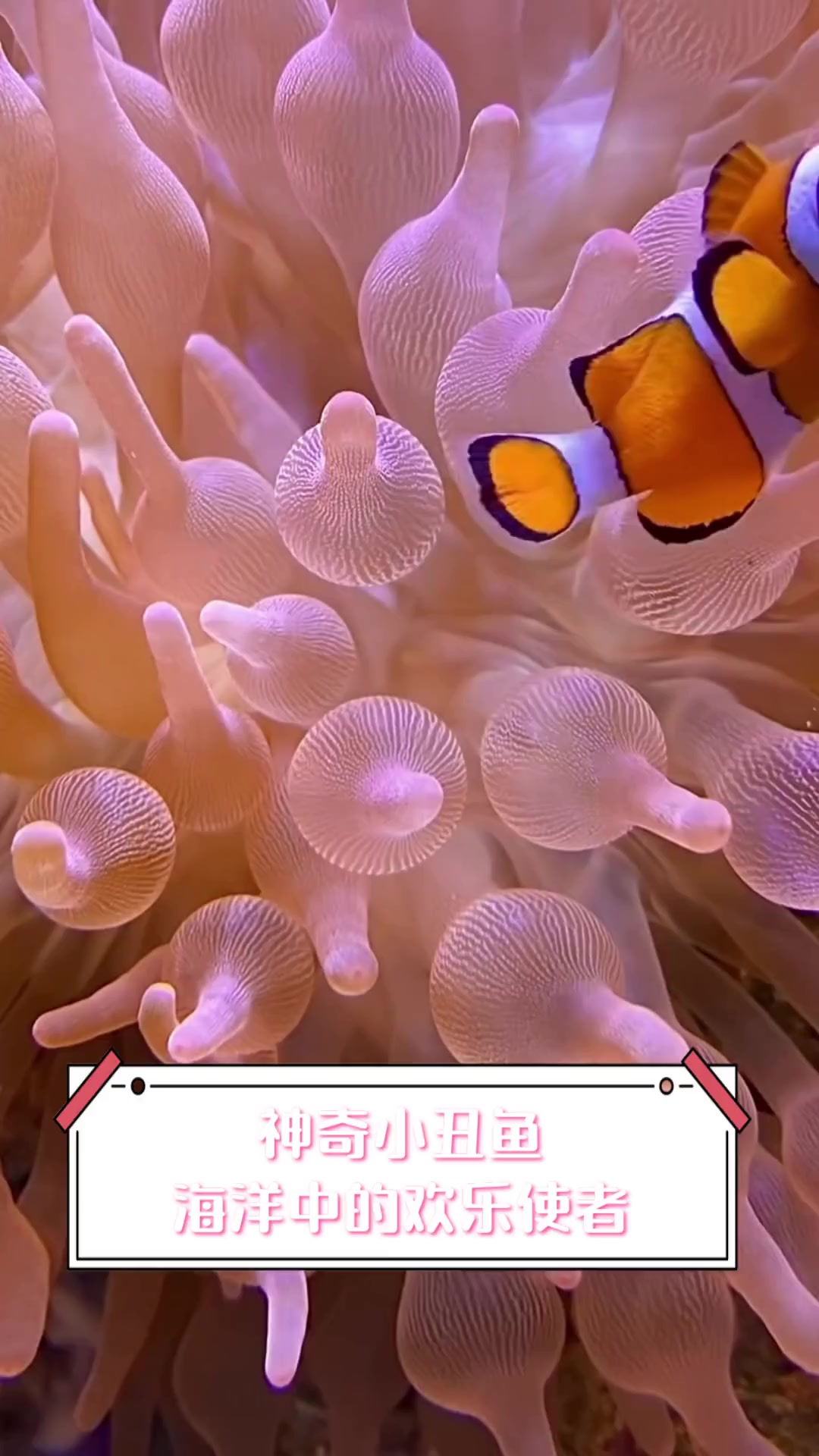 神奇小丑鱼,海洋中的欢乐使者