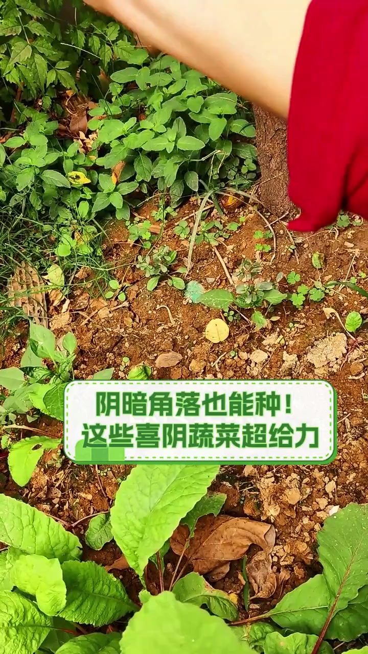 阴暗角落也能种!这些喜阴蔬菜超给力