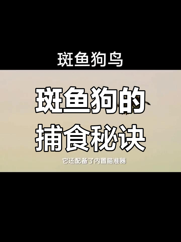 斑鱼狗如何用物理学捕猎,悬停技巧惊艳鸟类界