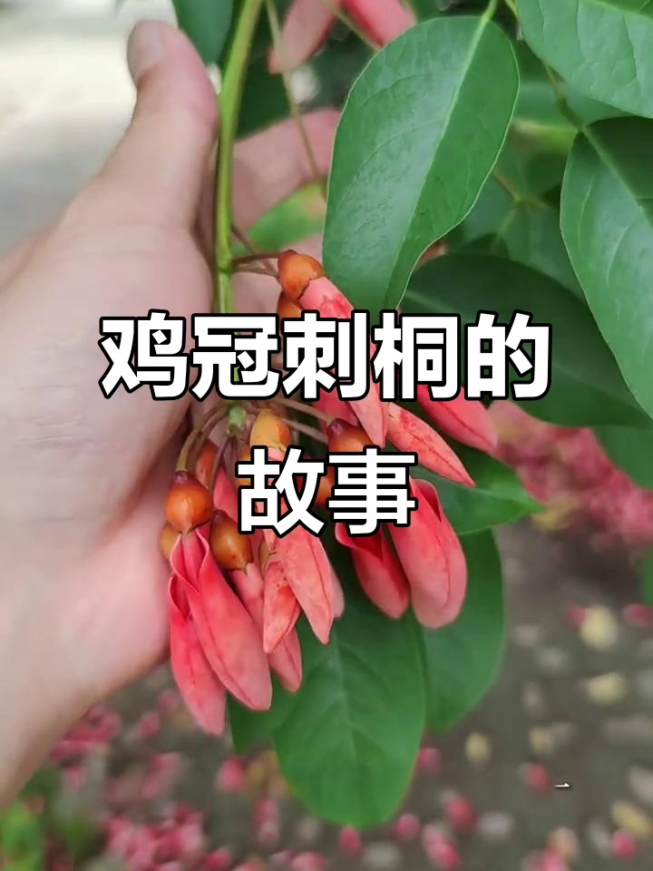 鸡冠刺桐：夜晚的警官树，阿根廷与乌拉圭的原生传奇