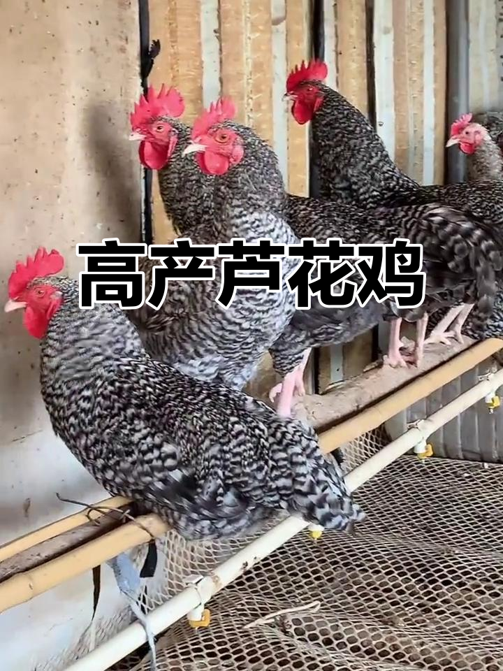 芦花鸡：高产蛋、美味肉，绿皮鸡蛋营养丰富