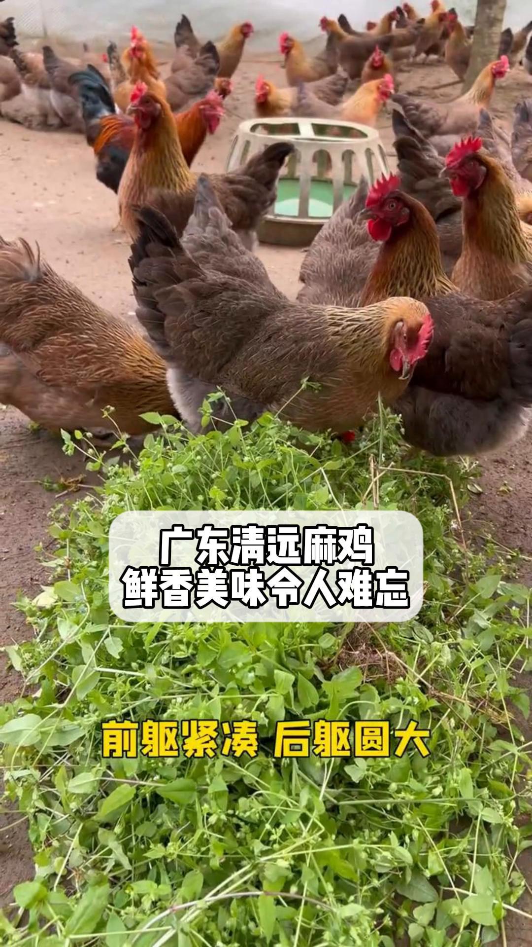 广东清远麻鸡,鲜香美味令人难忘