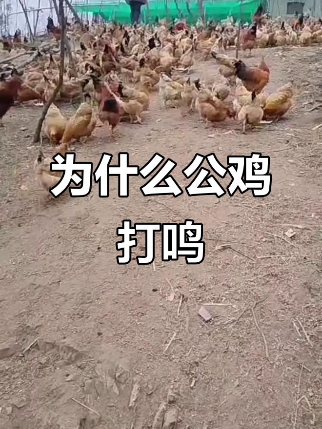 公鸡打鸣的真正原因是什么?