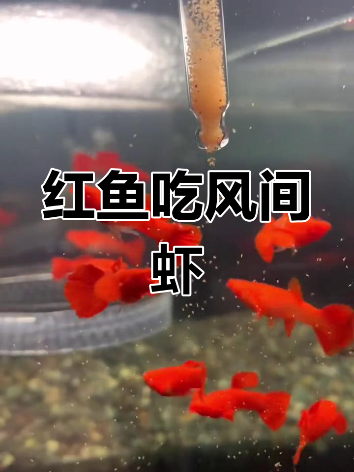 鸿运当头孔雀鱼吃丰年虾